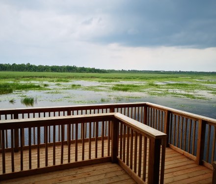 Boardwalk at Ken Reid Conservation Area